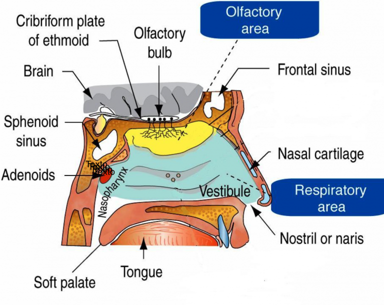 <p><strong>Cavidad nasal</strong></p>