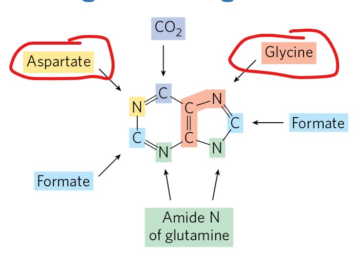 <ul><li><p>Unlike pyrimidine biosynthesis, where the nitrogenous base is synthesized first and then attached to a sugar-phosphate molecule, purine biosynthesis starts with <strong>PRPP (5-phosphoribosyl-1-pyrophosphate)</strong>. </p></li><li><p>PRPP already contains a ribose sugar with an attached phosphate group, and the purine base is <strong>built directly onto the ribose</strong>, atom by atom. </p></li><li><p>This means the two-ring structure of purines (the fused imidazole-pyrimidine ring) is constructed in a stepwise manner <strong>beginning with the attachment of nitrogen from glutamine to carbon 1 of PRPP.</strong></p></li><li><p><strong>Other atoms in the ring come from amino acids :________ as well as single carbon donors like ______</strong></p></li></ul><p></p><p>What are the amino acids </p><p></p>