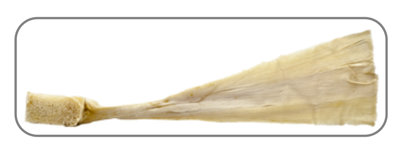 <p>the body's thickest, strongest tendon, connecting calf muscles to the heel bone to enable walking, running, and jumping</p>