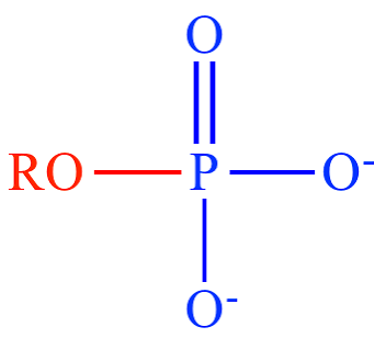 <p>Phosphoryl group bonded to a carbon</p>