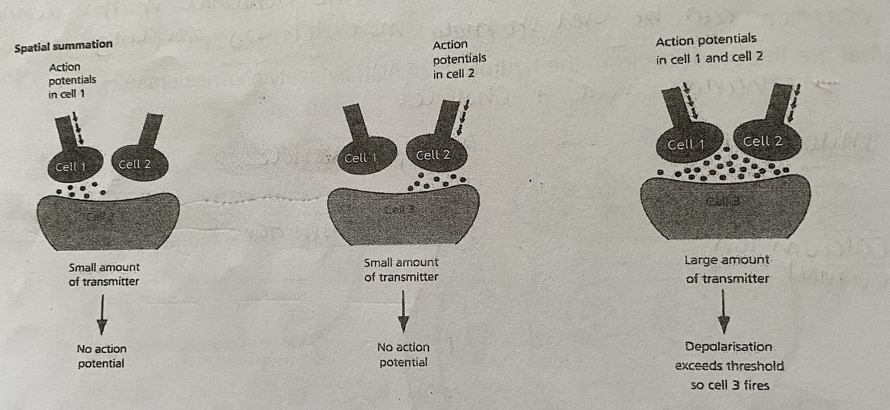 <p>In which a number of different presynaptic neurones together release enough transmitter at the same time to cause enough depolarisation to exceed the threshold of the post-synaptic neurone and trigger an action potential</p>