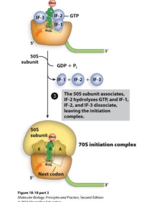 <ul><li><p>IF-3 is released</p></li><li><p>50S (large subunit) subunit joins </p></li><li><p>GTP is hydrolyzed to GDP and Pi</p></li><li><p>IF-1 and IF-2 are released</p></li><li><p>70S initiation complex is now ready for elongation</p></li></ul><p></p>