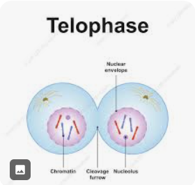 <p>nuclear membrane reforms, spindles disappear, chromosomes unravel, but cells are still joined up</p>