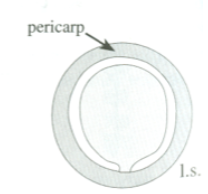 <p>hardened, thick pericarp surrounding an unattached seed</p>