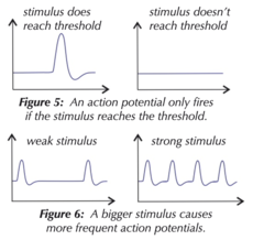 <p>larger stimulus increases *frequency* of action potentials</p><p>does NOT cause larger action potentials</p>