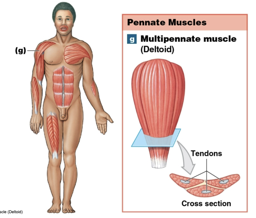 <p><strong>pennate muscle type</strong></p><p>The tendon branches inside the muscle</p><p>(large and in charge; muscle surrounds)</p><p>ex. Deltoid</p>