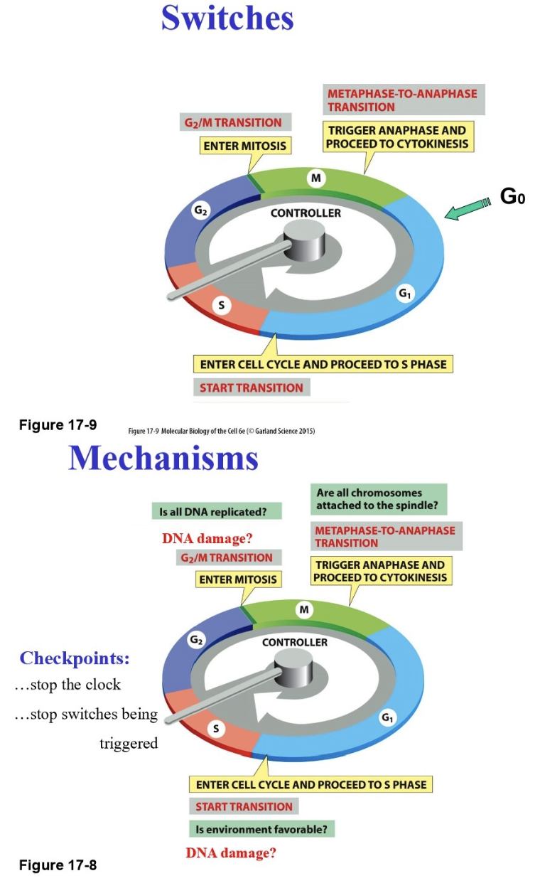 <ul><li><p>Clock: determined when the cell transitions to the next stage </p></li><li><p>Switches: trigger the cell cycle transitions (e.g., for G2 → mitosis transition, M-Cdk is activated)</p></li><li><p>Mechanisms: monitor problems (e.g., DNA damage), checkpoints </p></li></ul><p></p>