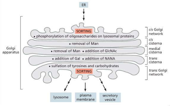 <p><span style="background-color: transparent;"><strong>Proteins entering from the ER undergo ordered oligosaccharide modification as they pass through the cis, medial, and trans Golgi cisternae. Each cisterna contains characteristic membrane-bound processing enzymes.&nbsp;</strong></span></p><p><br></p>