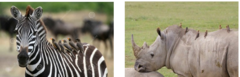 <p>A relationship between two species in which both species benefit</p><p>Like oxpecker birds on the backs of animals eating ticks.</p><p>(Remember picture too!)</p>