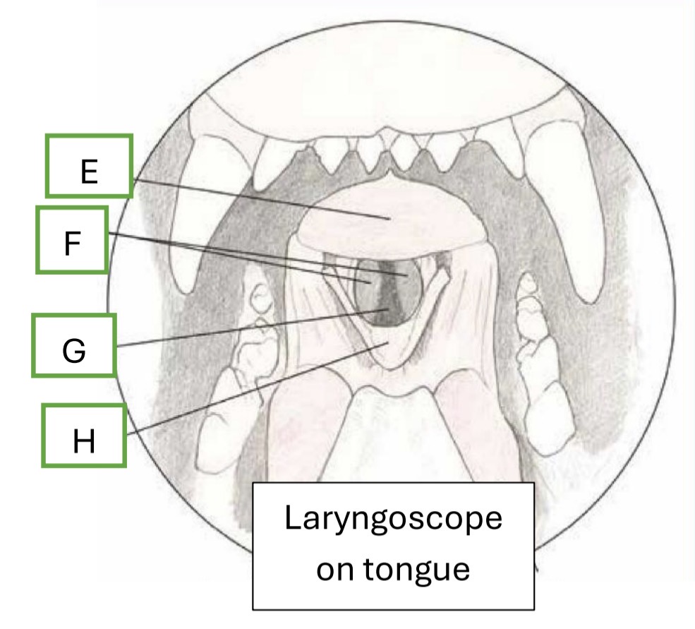 <p>What is labeled “G”?</p>