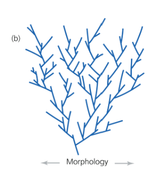 <p>(patterns of evolution)</p><ul><li><p>the fossil records should consist of a long sequence of continuous & intermediate forms linking ancestors and descendants</p></li><li><p>morphological gaps are due to imperfections in the geological records</p></li></ul><p></p>
