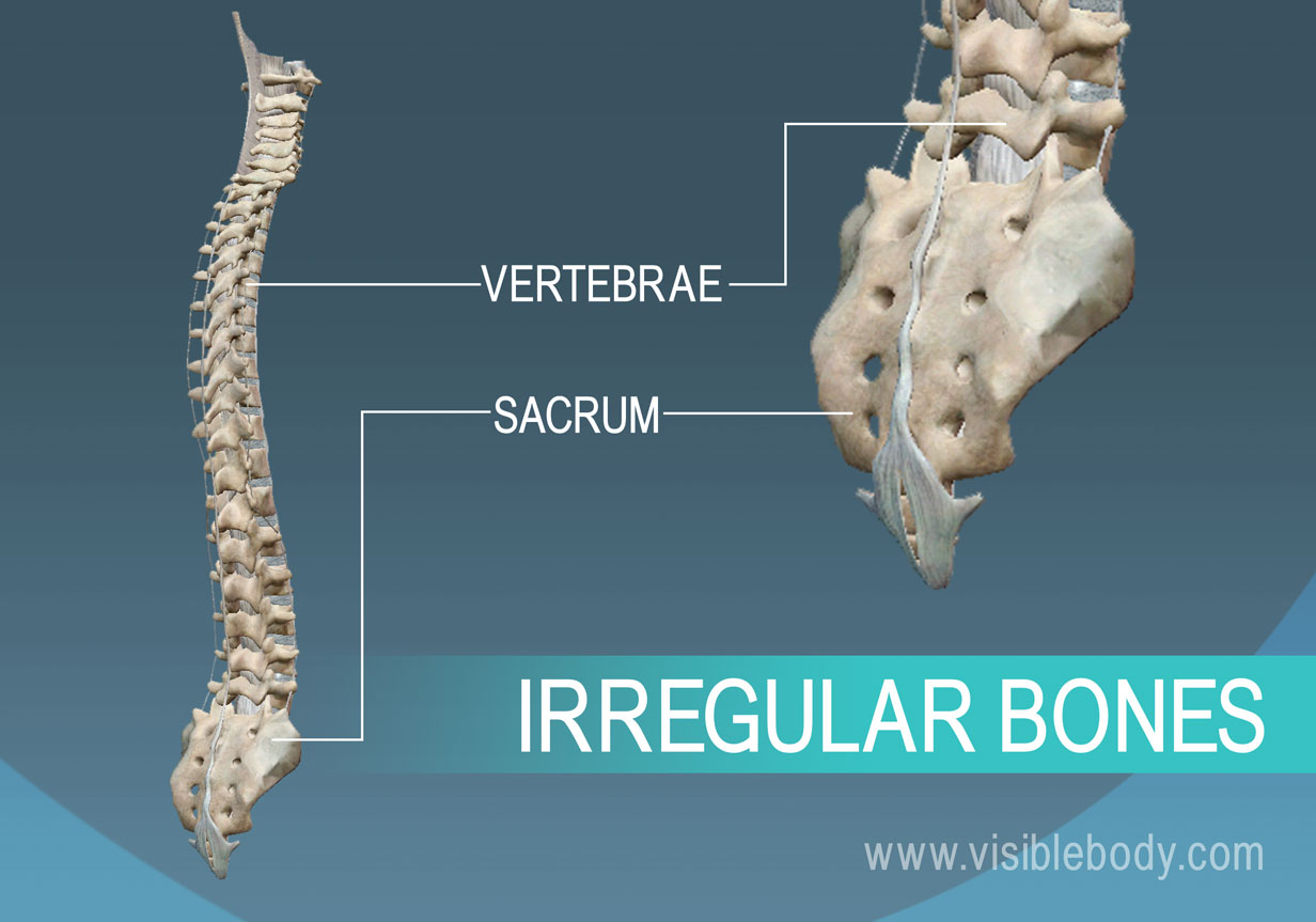 <p>irregular bones </p>