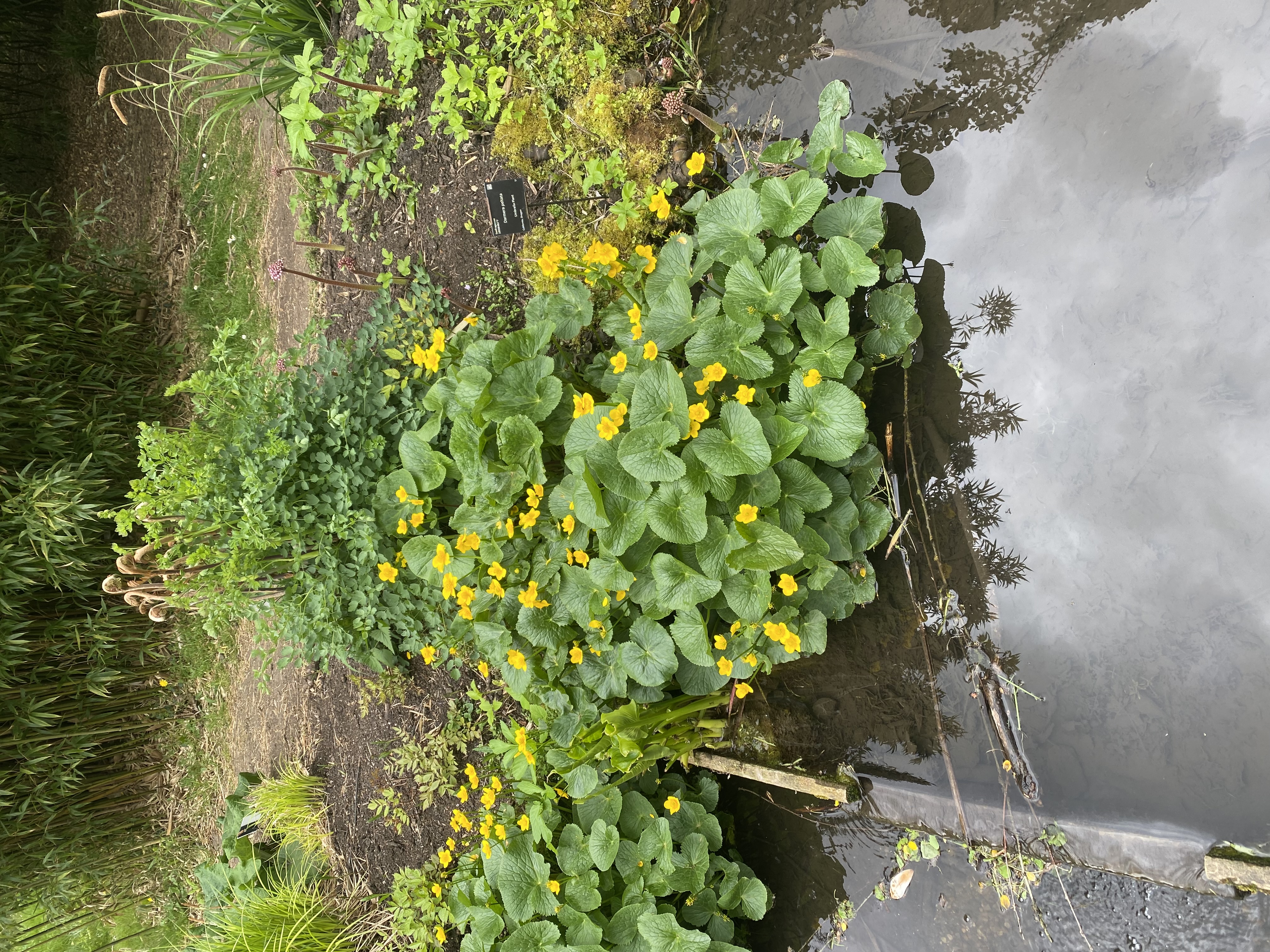 <p><span><em>Caltha</em> <em>palustris</em>: deciduous, evergreen or what?</span></p>