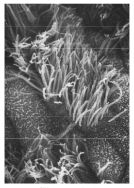 <p>Korte cytoplasmatische uitstulpingen met een microtubuli-skelet (9 doubletten + 2 centrale singletten). Ingeplant op een basaalkorrel. Beweging ontstaat doordat microtubuliparen t.o.v. elkaar verglijden.</p>