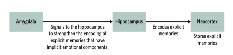 <ol><li><p>The neocortex processes sensory information </p></li></ol><ol start="2"><li><p>The hippocampus receives information from the locations of the neocortex and encodes it, forming a whole memory</p></li></ol><ol start="3"><li><p>The components of the memory are then stored in the location of the neocortex that first processed it</p></li></ol><ol start="4"><li><p>When retrieved, the information is transferred from the neocortex to the hippocampus again</p></li></ol><p></p>