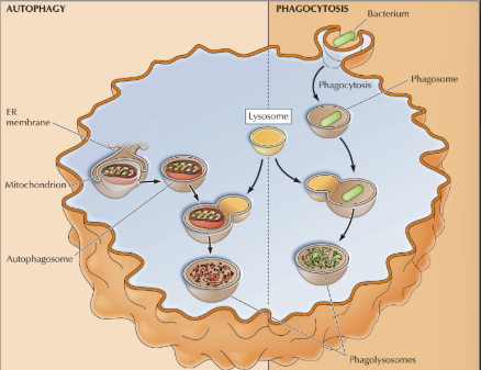 <p>are formed by the fusion of phagosomes containing engulfed material with lysosomes, allowing for the degradation of the contents, </p>