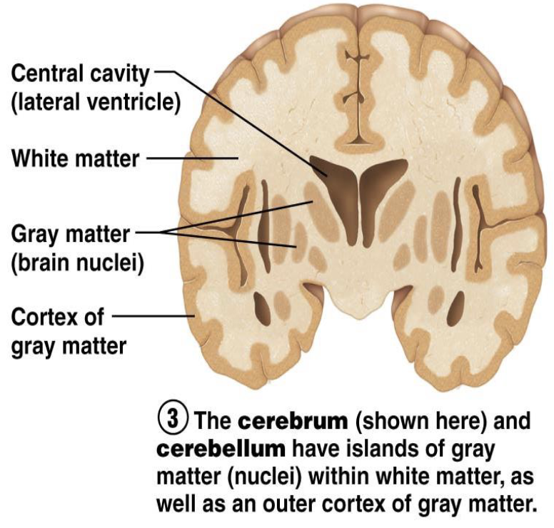 <p><strong>Cerebral Hemispheres: Structural Regions</strong></p><ul><li><p>What is the cerebral cortex?</p><ul><li><p>How thick is the cerebral cortex?</p></li></ul></li><li><p>What is internal white matter composed of?</p><ul><li><p>What are basal nuclei?</p></li></ul></li></ul><p></p>