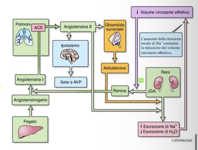 <p><span>• </span><strong><span>Le tre funzioni endocrine:</span></strong><span> Le funzioni endocrine del rene vertono su tre elementi principali: la sintesi di </span><strong><span>renina</span></strong><span>, la sintesi di </span><strong><span>eritropoietina</span></strong><span> e l'attivazione della </span><strong><span>vitamina D</span></strong><span>.</span></p><p></p>