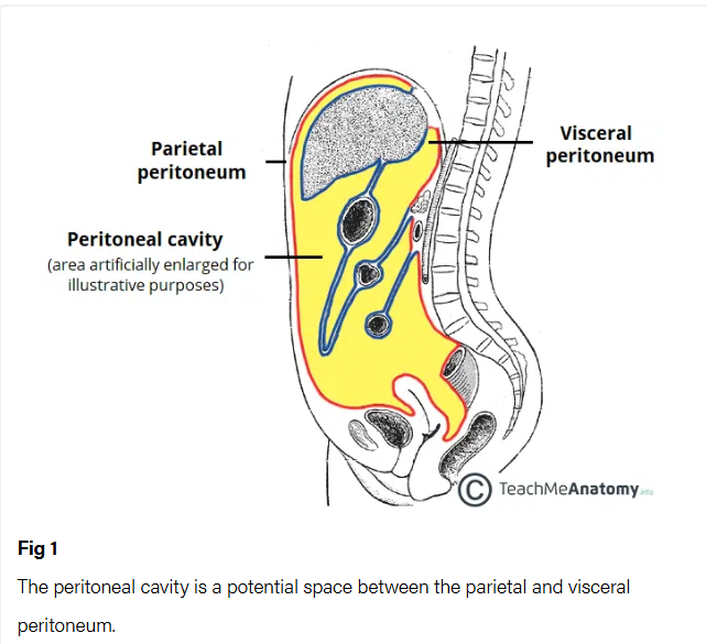 <p>visceral</p>