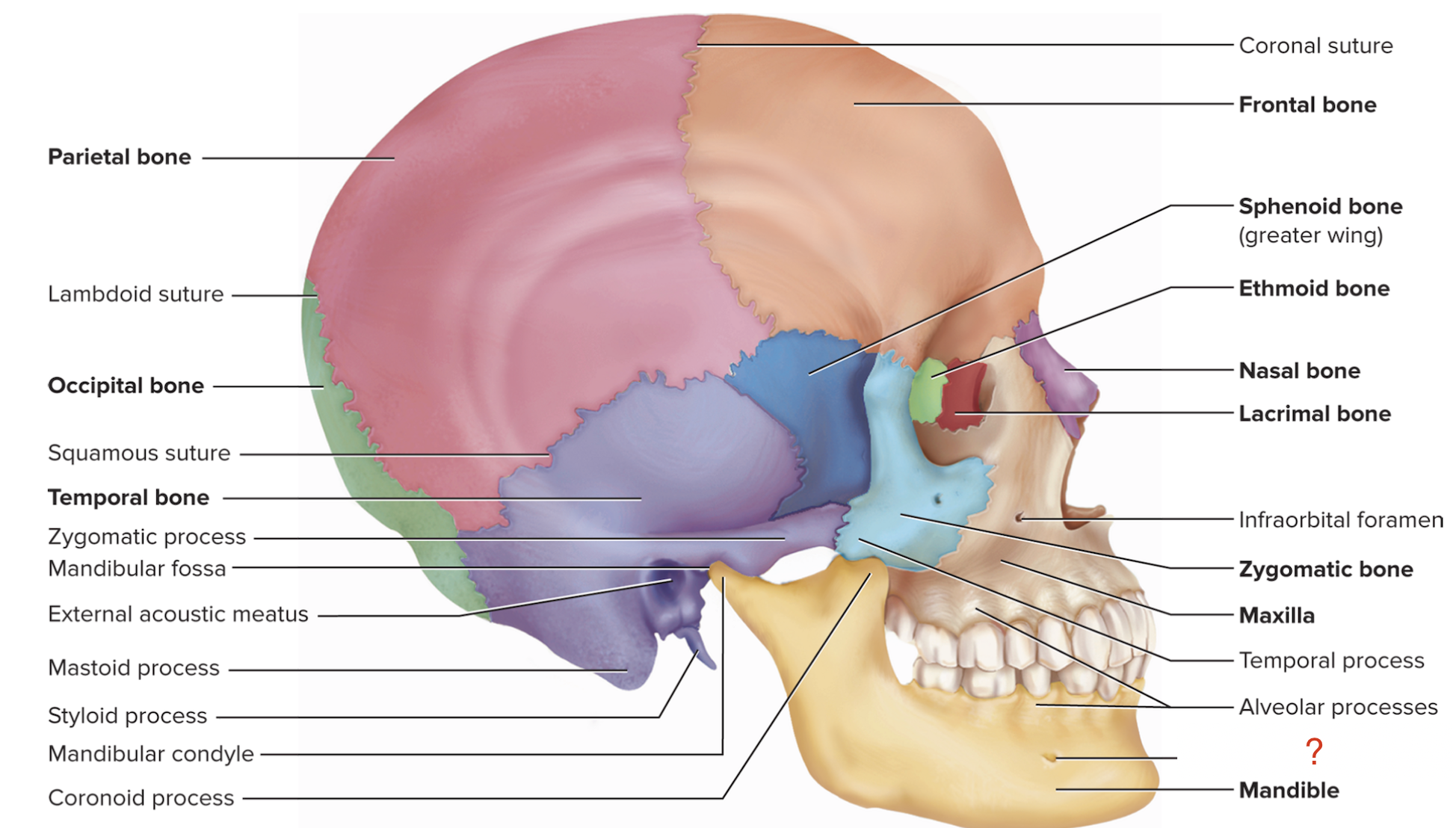 <p>What is the name of this bony marking of the mandible?</p>