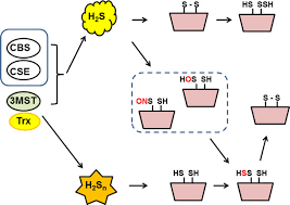 <p>By adding a sulfur group to cysteine residues on proteins —> <mark data-color="yellow" style="background-color: yellow; color: inherit;">disulfide bonds</mark></p>