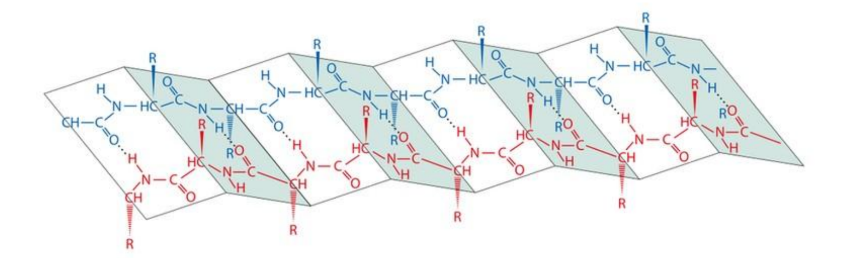 <p>the amino acid side chains are positioned on opposite faces of the sheet, ie every other amino acid side chain is pointing up</p><p>this gives two faces of the molecule with different properties</p>