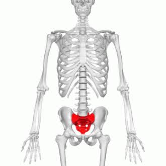 <p>The large, triangular bone at the base of the spine that connects the vertebral column to the pelvis</p>