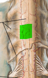<p>Second layer, beneath which lies the subarachnoid space filled with CSF.  </p>