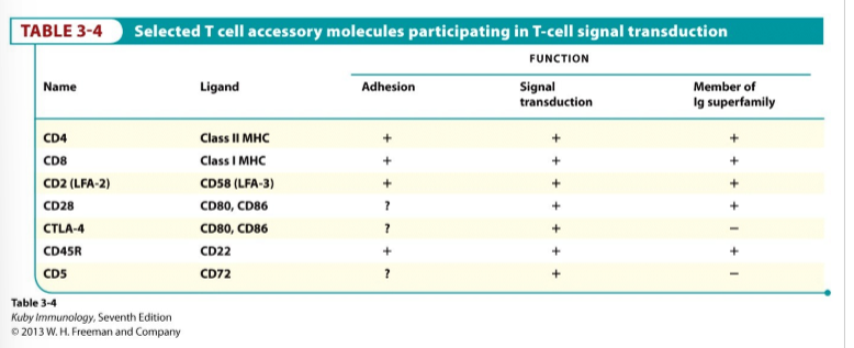 <ol><li><p>CD4</p></li><li><p>CD8</p></li><li><p>CD2 (LFA-2)</p></li><li><p>CD28</p></li><li><p>CTLA-4</p></li><li><p>CD45R</p></li><li><p>CD5</p></li></ol><p><em>(zie schema voor functie en liganden!!!!!)</em></p>