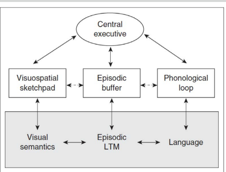 <p>central executive </p><p>^</p><p> visuo-spatial sketchpad <—> episodic buffer <—> phonological loop</p><p>^</p><p>visual semantics <—> episodic long term emmory <—> language</p><p></p><p>(episodic buffer main difference)</p>