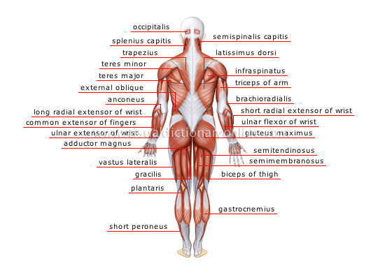 <p>posterior</p>