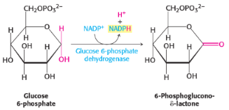 <p>1st step of penthose phosphate pathway/<span style="background-color: transparent;">hexose monophosphate shunt/phosphogluconate pathway</span></p><p>catalysed by <span style="background-color: transparent;"><strong>glucose-6-phosphate dehydrogenase</strong></span></p>
