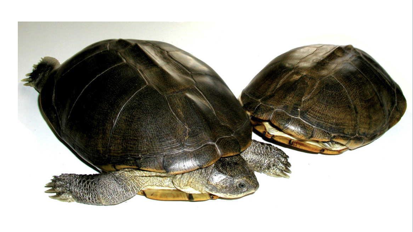<p>2 gen, 27 sp</p><p>• Africa, Madagascar (most species-rich turtle family in Africa)</p><p>• Aquatic, freshwater</p><p>• Carnivorous</p>