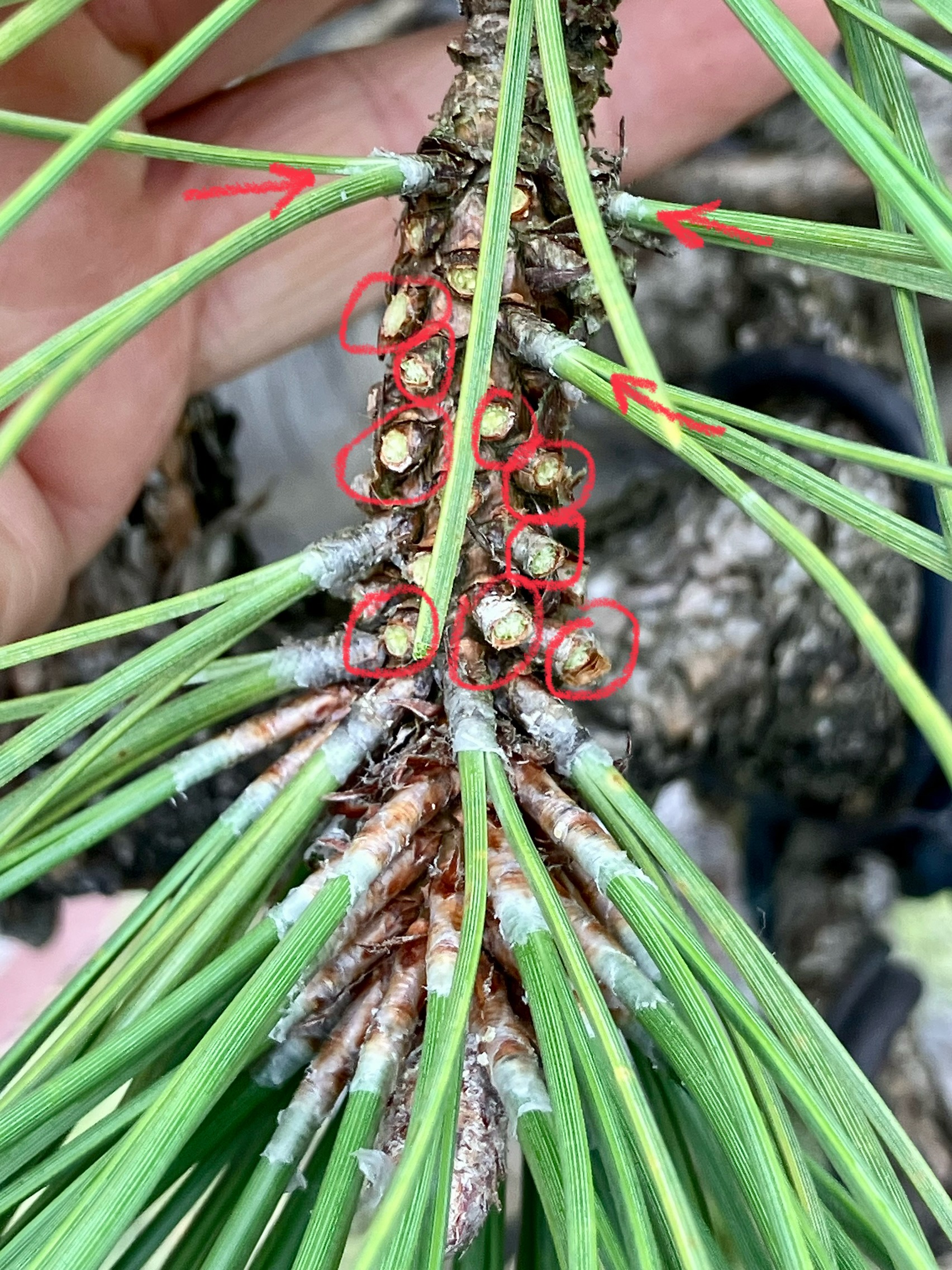 <p>Identify the dwarf shoot in pine.</p>