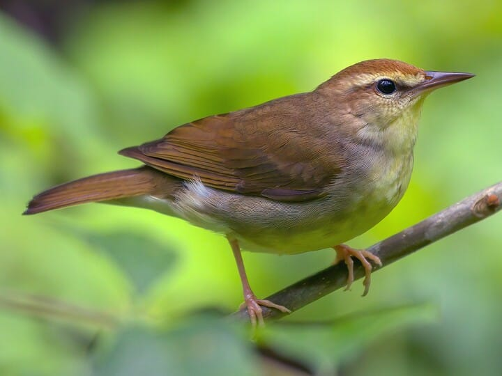 <p>swainson’s warbler </p><p>big bill proportionally to body <br>very plain warbler <br>solid rusty crown (vs dark stripes on Worm-Eating)</p>