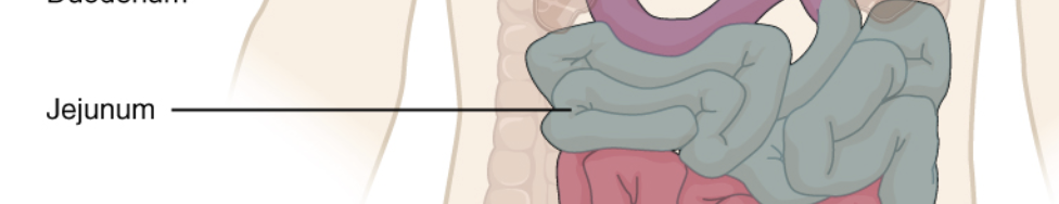 <p>middle region of the small intestine</p>