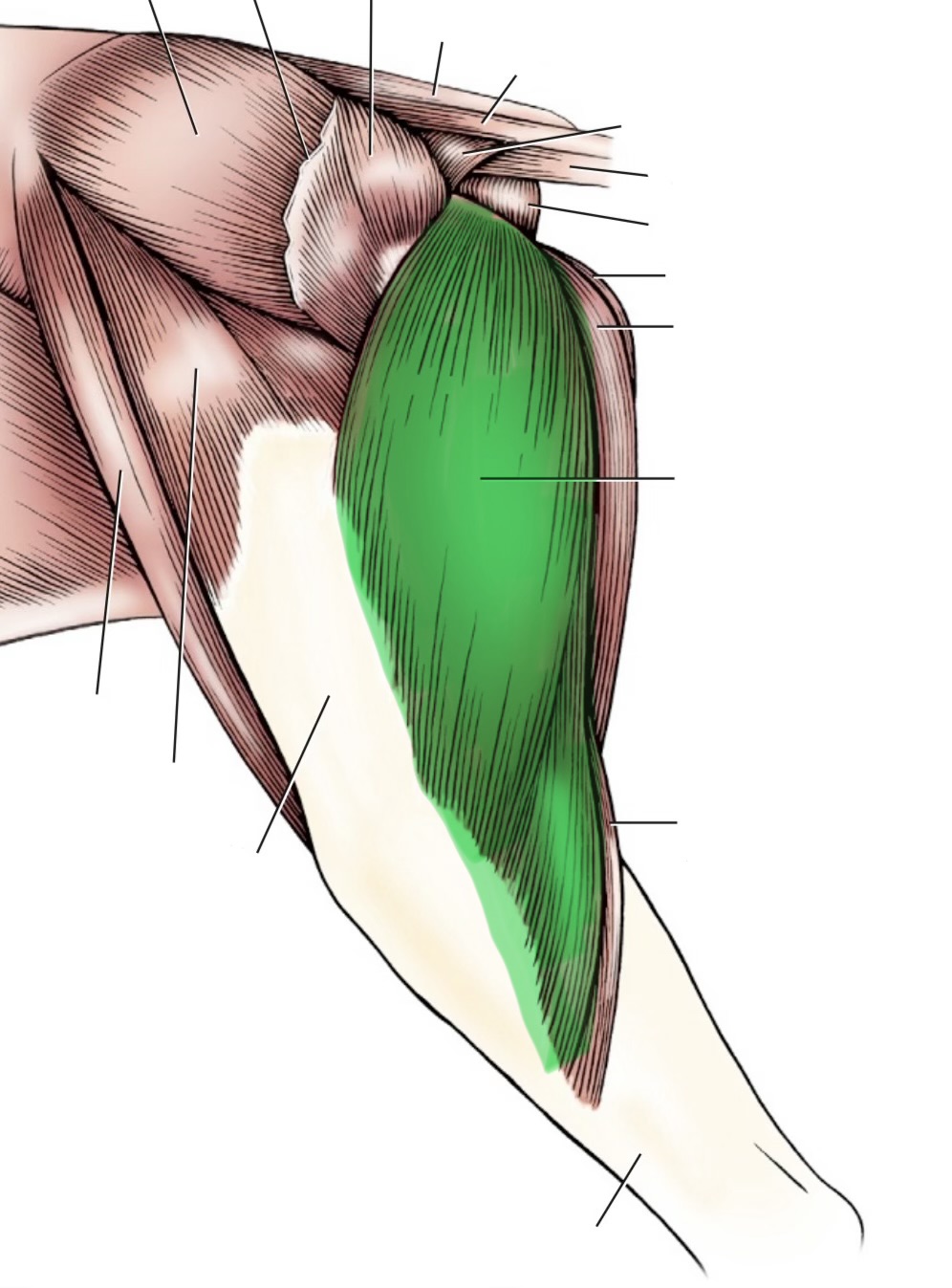 <p>action- extend hip, stifle, hock</p><p>origin- sacrotuberous ligament &amp; ischiatic tuberosity</p><p>insertion- patella, cranial tibia, &amp; tuber calcanei</p><p>innervation- sciatic n</p>