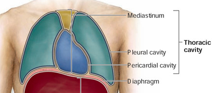 <p>inside the mediastinum; small fluid filled space that surrounds the heart</p>