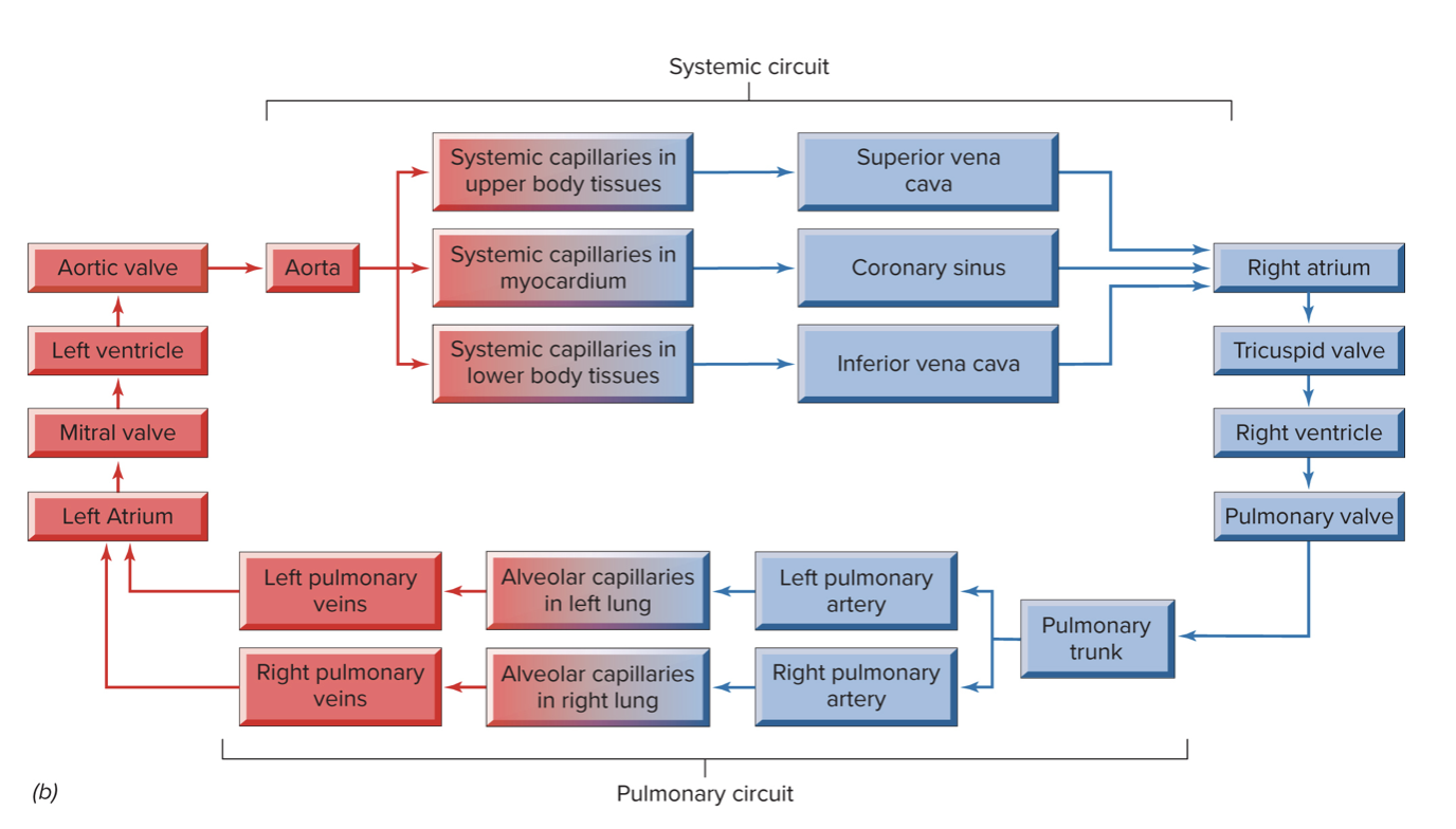 <ul><li><p>Deoxygenated blood flows from R ventricle to lungs.</p></li><li><p>Oxygenated blood flows from lungs to L atrium.</p></li></ul><p></p><p></p>