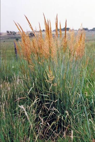 <p>Warm - Tall native bunchgrass with golden, plume-like seedheads. A major tallgrass-prairie species providing forage, nesting structure, seeds, and winter cover.</p>