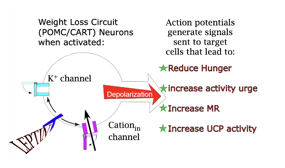<p></p><p>Weight Loss Circuit (POMC/CART) Neuron</p><p></p><p>Actions potentials caused by depolarization generate signals sent to target cells that lead to…</p><p>↓ Eating/Hunger, ↑ Activity, ↑ MR, and ↑ UCP —| ↑ Fat</p>