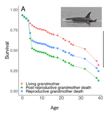 <p>What happens when a grandmother dies?</p>