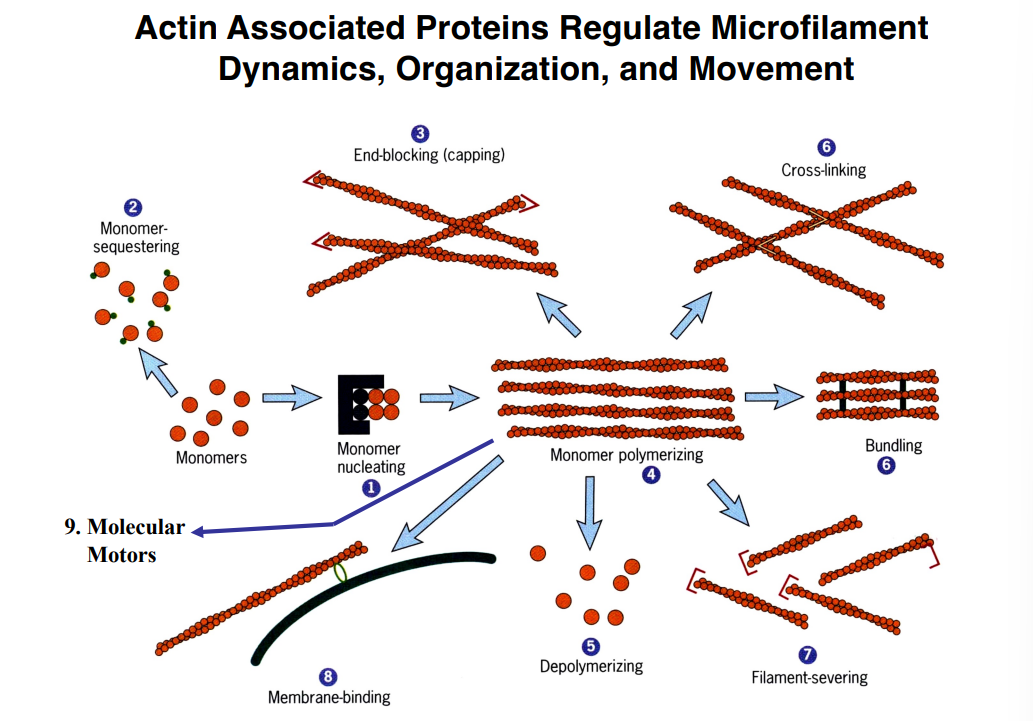 <p><span style="background-color: transparent;"><strong>Actin-Associated Proteins</strong></span></p>