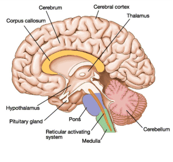 <p>the "little brain" attached to the rear of the brainstem; it helps coordinate voluntary movement and balance</p>