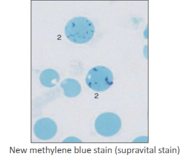 <p>What cell is this?</p>