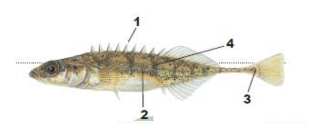 <p>1) nine short dorsal spines</p><p>2) slender body</p><p>3) well- developed keel on caudal peduncle</p><p>4) no bony plates on side</p>
