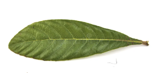 <p>Loquat</p>