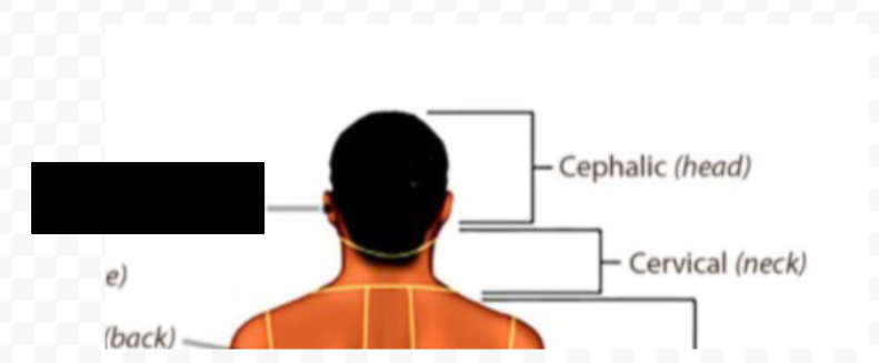 <p>what anatomical region is this?</p>
