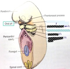 <p>Maxillary process</p><p>emerges from arch</p>