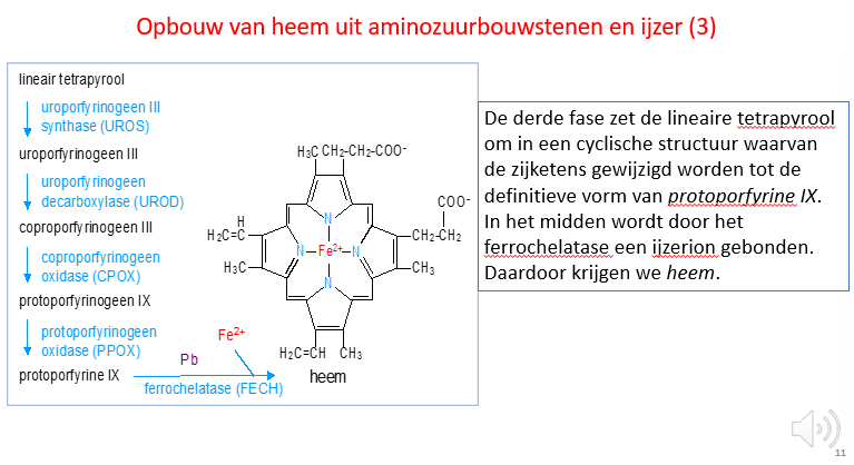 <p><span>Enkel ter illustratie</span></p><p style="text-align: left;"></p><p style="text-align: left;"><span>------</span></p><p style="text-align: left;"><span>Er zijn verschillende enzymes nodig om van het lineaire tetrapyrool een protoporfyrine IX te maken (dus een gecycliseerde tetrapyrool).</span></p><p style="text-align: left;"></p><p style="text-align: left;"><span>In de laatste stap zal het ferrochelatase enzym het Fe atoom centraal plaatsen in de tatrapyroolring en dan is het heem klaar.</span></p>